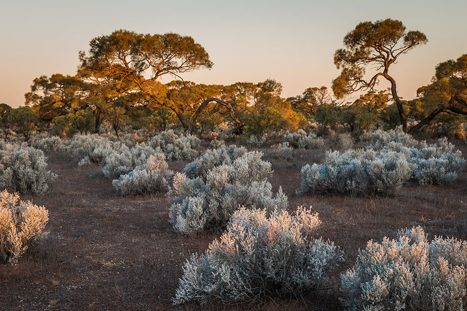 The Australian outback at sunset